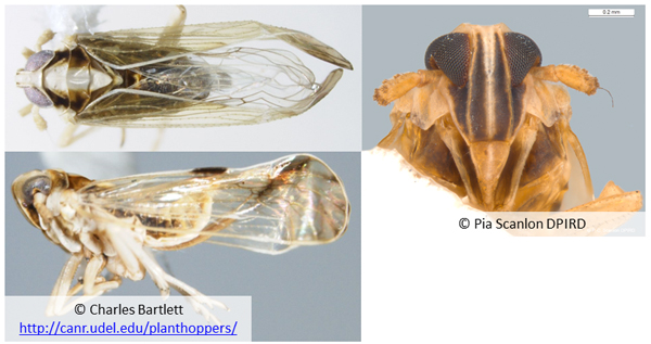 Tagnob Insect Tagosodes spp