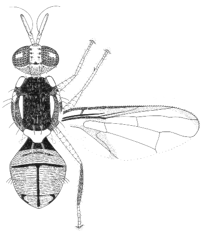 Bactrocera aberrans