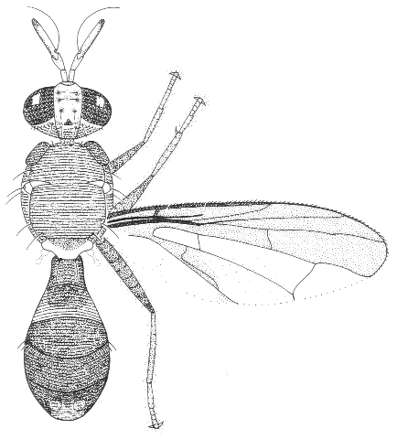 Dacus aequalis