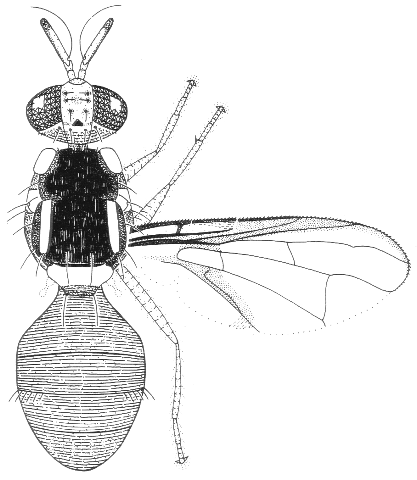 Bactrocera bancroftii