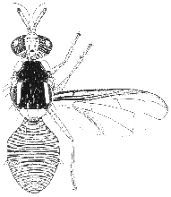 Bactrocera bancroftii