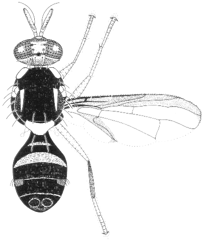 Bactrocera batemani