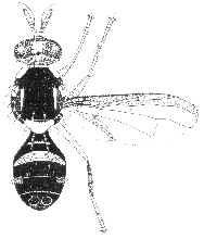 Bactrocera batemani