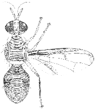 Bactrocera brunnea