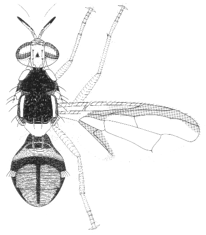 Bactrocera bryoniae
