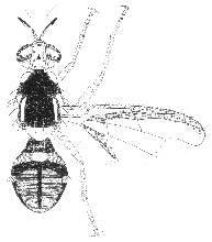 Bactrocera bryoniae