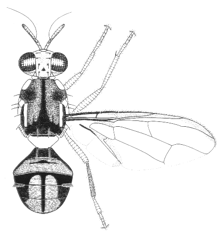Bactrocera cacuminata