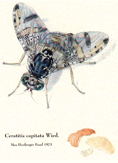 Ceratitis capitata