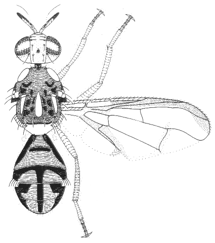 Bactrocera chorista