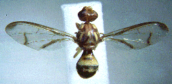 Bactrocera chorista