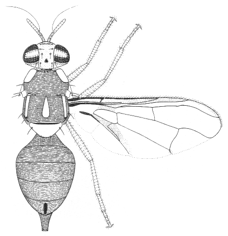 Bactrocera cucumis