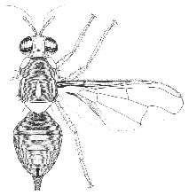 Bactrocera cucumis