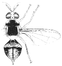 Bactrocera endiandrae