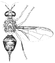 Bactrocera halfordiae