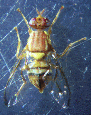 Bactrocera jarvisi