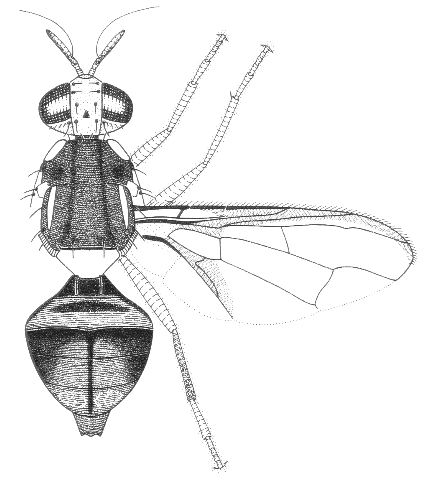 Bactrocera mayi