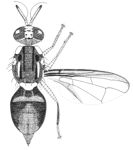 Bactrocera melas