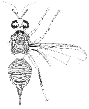 Bactrocera mutabilis