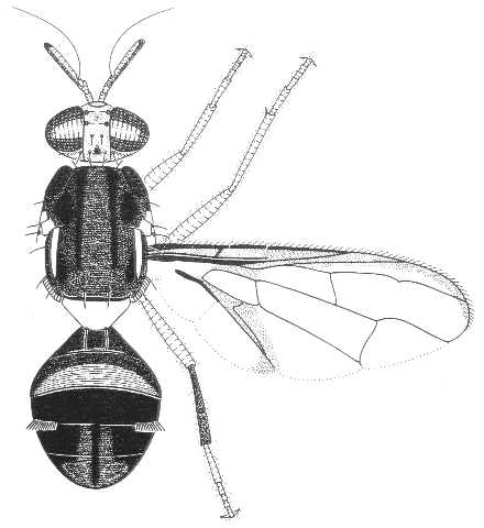 Bactrocera neohumeralis