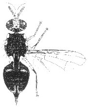 Bactrocera nigra
