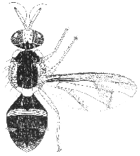 Bactrocera pulchra