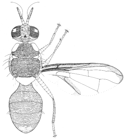 Dacus signatifrons