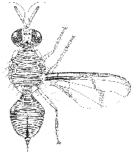 Bactrocera strigata