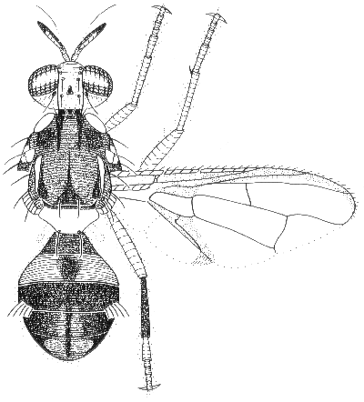 Bactrocera tryoni