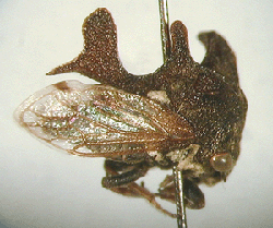 Acanthucalis sp.