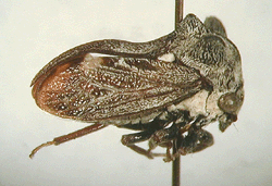 Acanthuchus sp