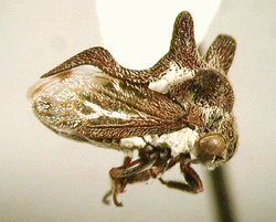 Acanthuchus sp.