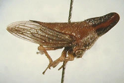 Aconophora compressa Walker