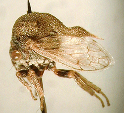 Alocanthella sp.