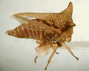 Alosextius carinatus (Funkhouser)