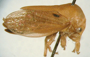 Anzac bipunctatus (Fabricius)