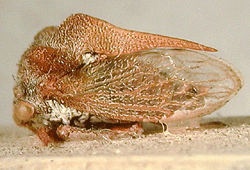 Bucktoniella pyramidatus (Funkhouser)