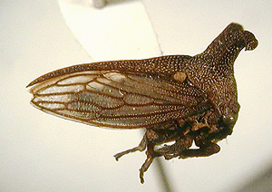 Eufrenchia sp.