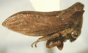 Evansiana iasis (Kirkaldy)