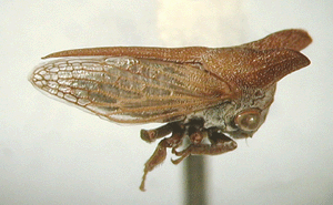 Goddefroyinella sp.