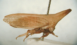 Neosextius longinotum Day