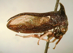 Otinotoides sp.