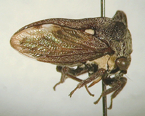 Pogonella bispinus (Stål)