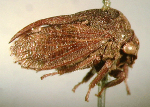 Pogonotypellus australis (Goding)