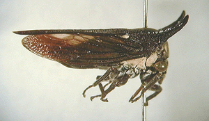 Sarantus nobilis Kirkaldy