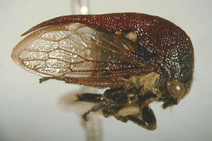 Sertorius australis (Fairmaire)