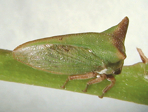 Sextius sp.